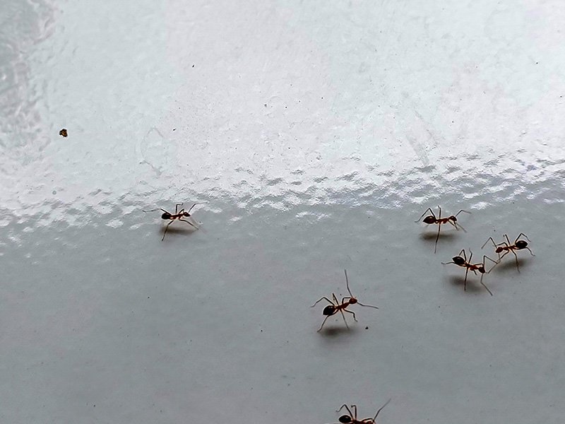ants crawling in kitchen