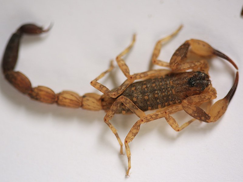 scorpion on bathroom floor of texas home