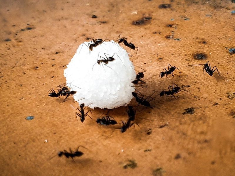 little black ants on a sugar cube