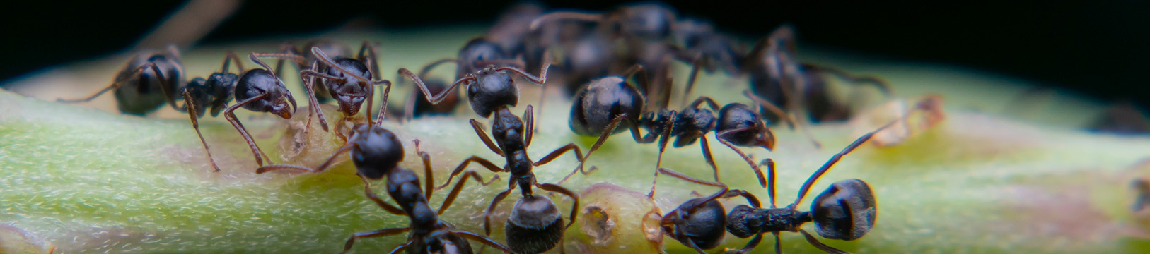 little black ants on a plant