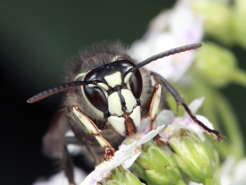 bald face hornet on a white flower