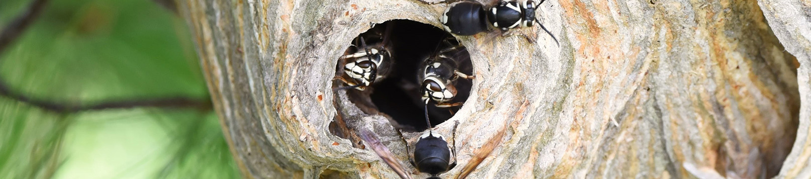 bald face hornet making a nest