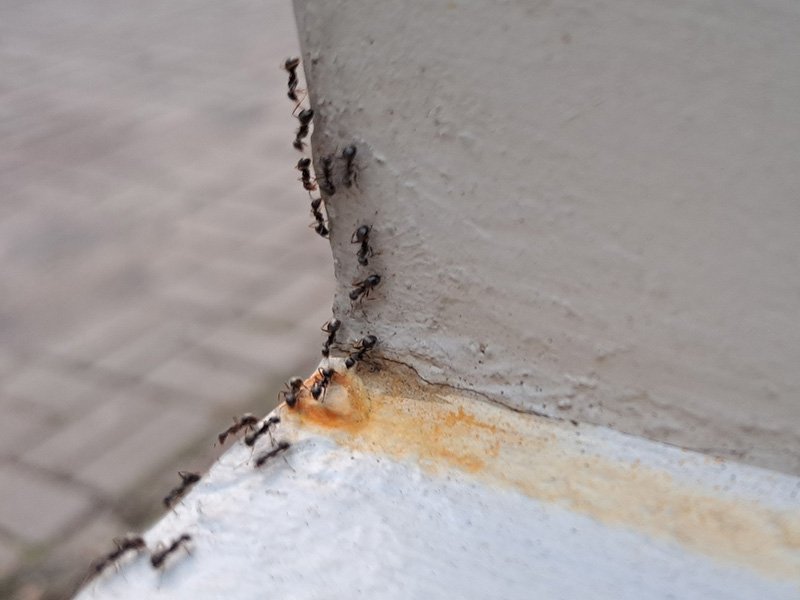 carpenter ants crawling up a wall
