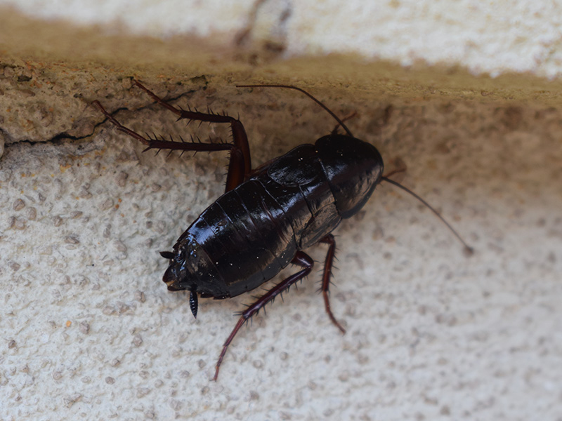 oriental cockroach on concrete floor