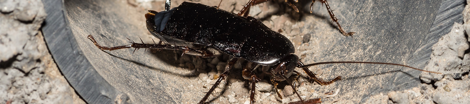 oriental cockroach on rubber