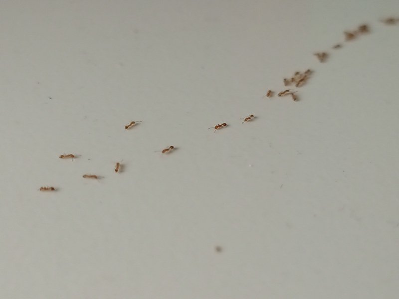 red ants on whit countertop