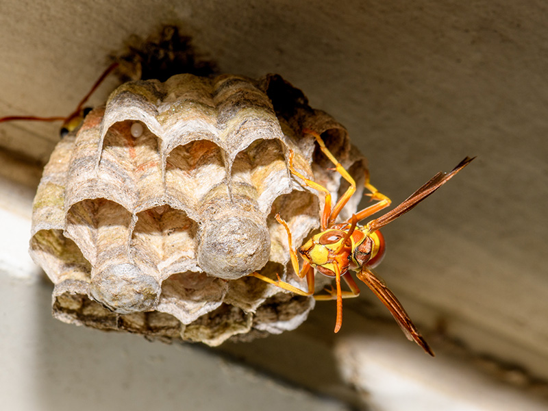 paper wasp building a nest