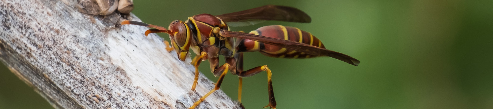 paper wasp on a stick