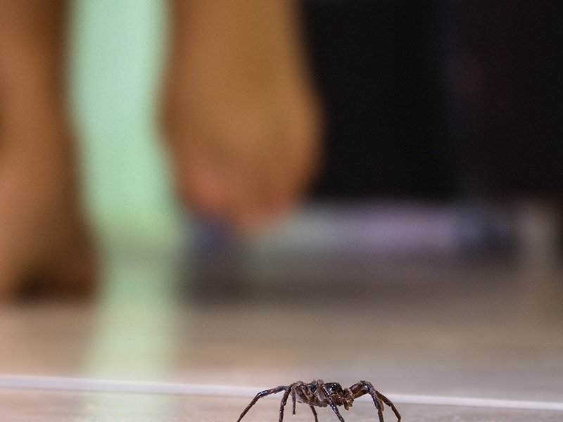 spider on the floor