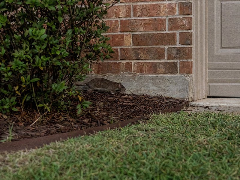 norway rat looking for way inside springtown tx home