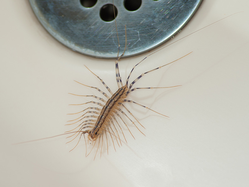 centipede near sink drain