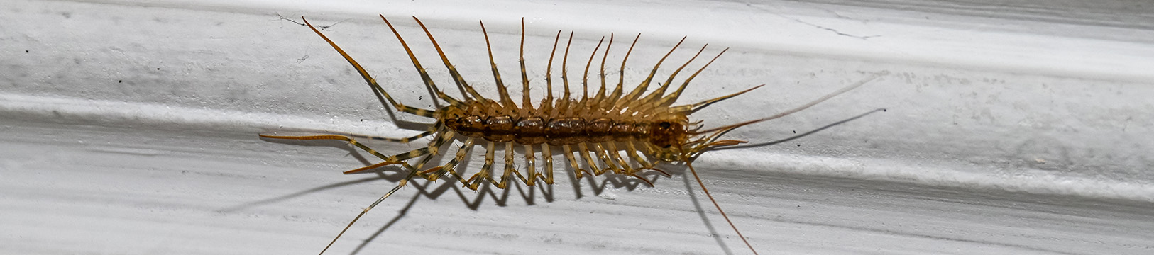 centipede on a white wall