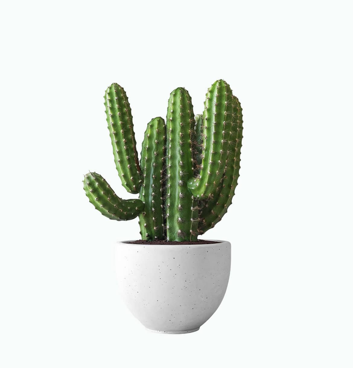 Cactus plant