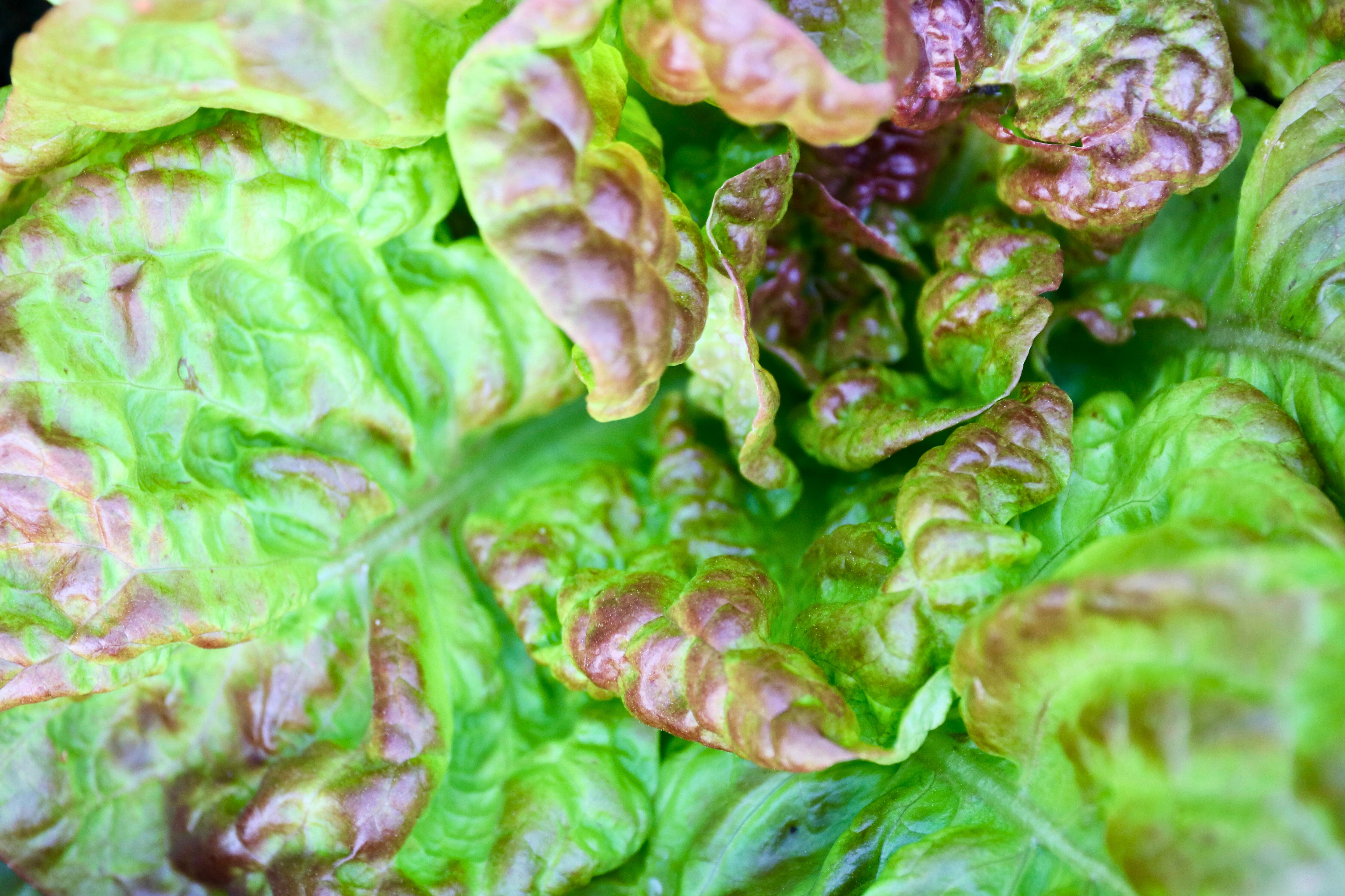 Red leaf lettuce rosette growing tightly in a New York City garden