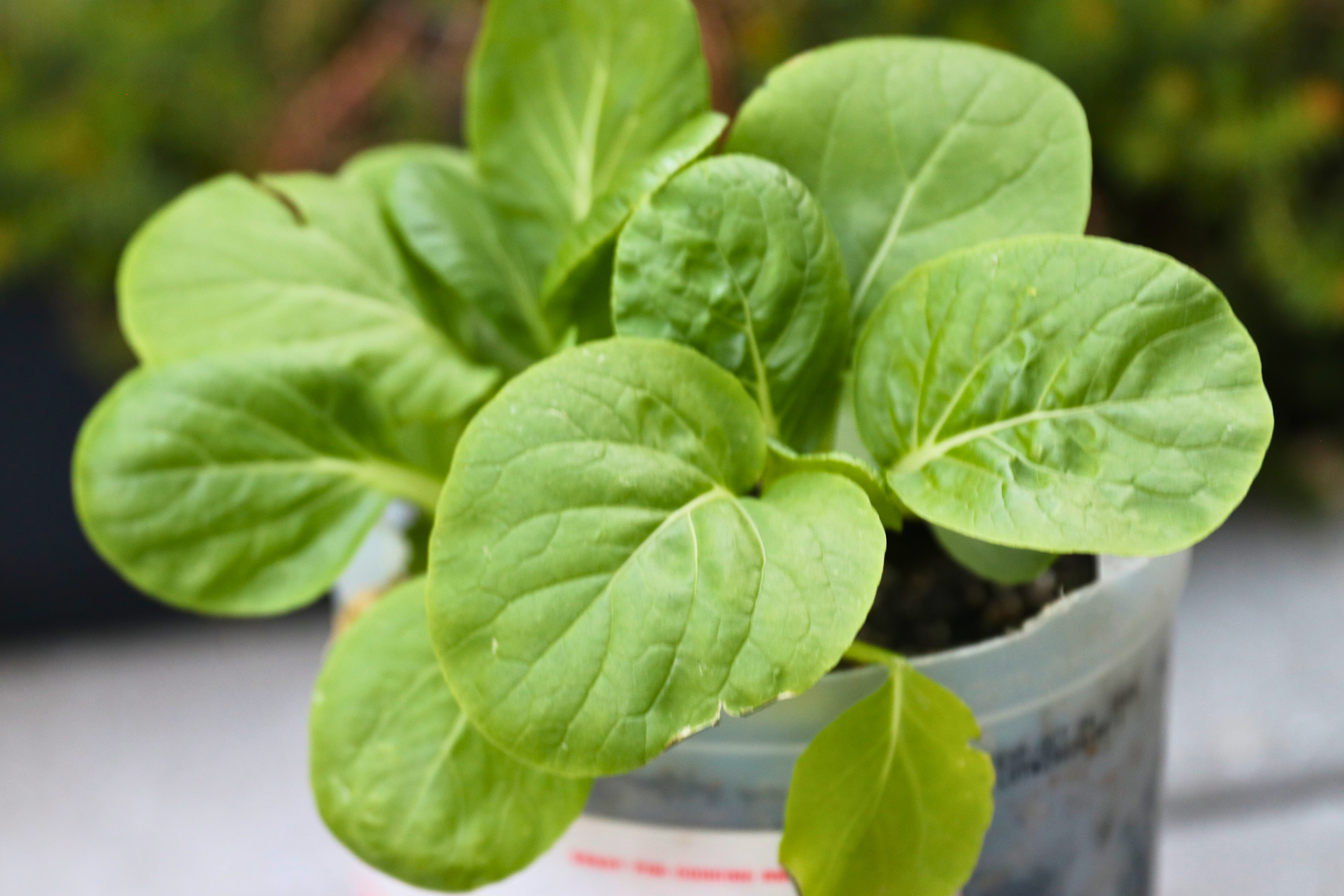 Young bok choy seedling growing in a small container in a New York City garden