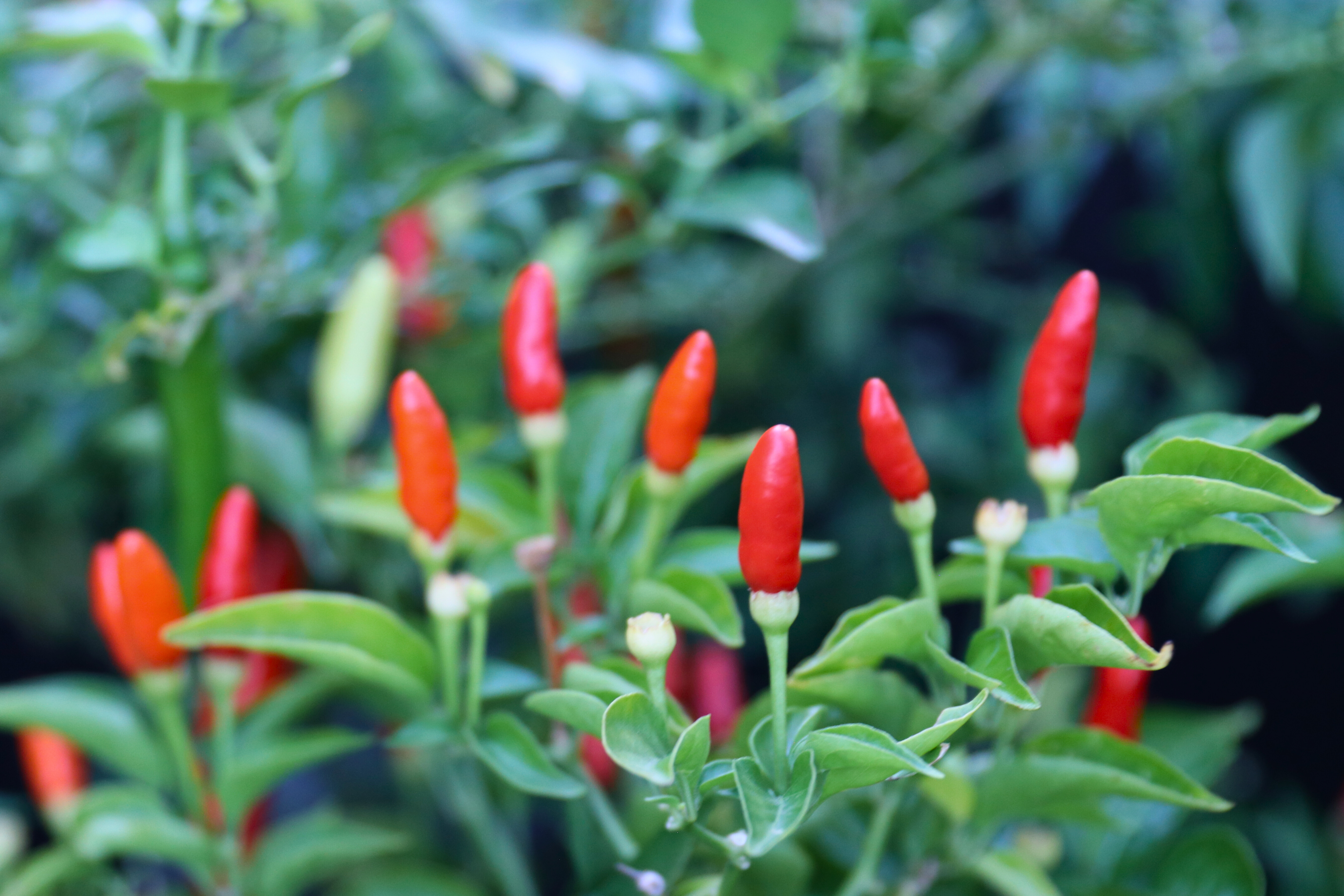 Red Thai chili peppers growing in a container garden in New York City