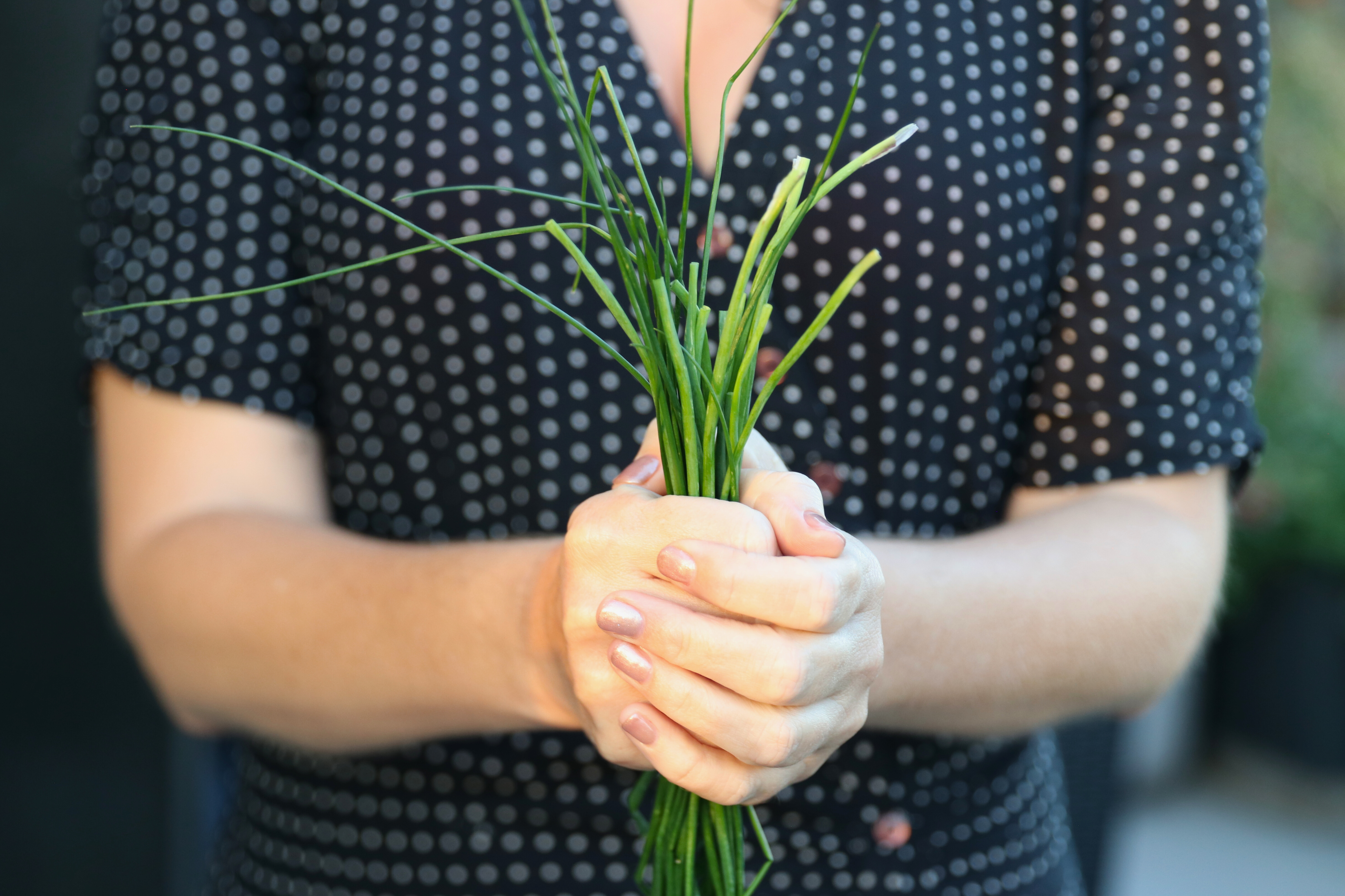 Bundle of freshly harvested chives held in hand in a New York City garden