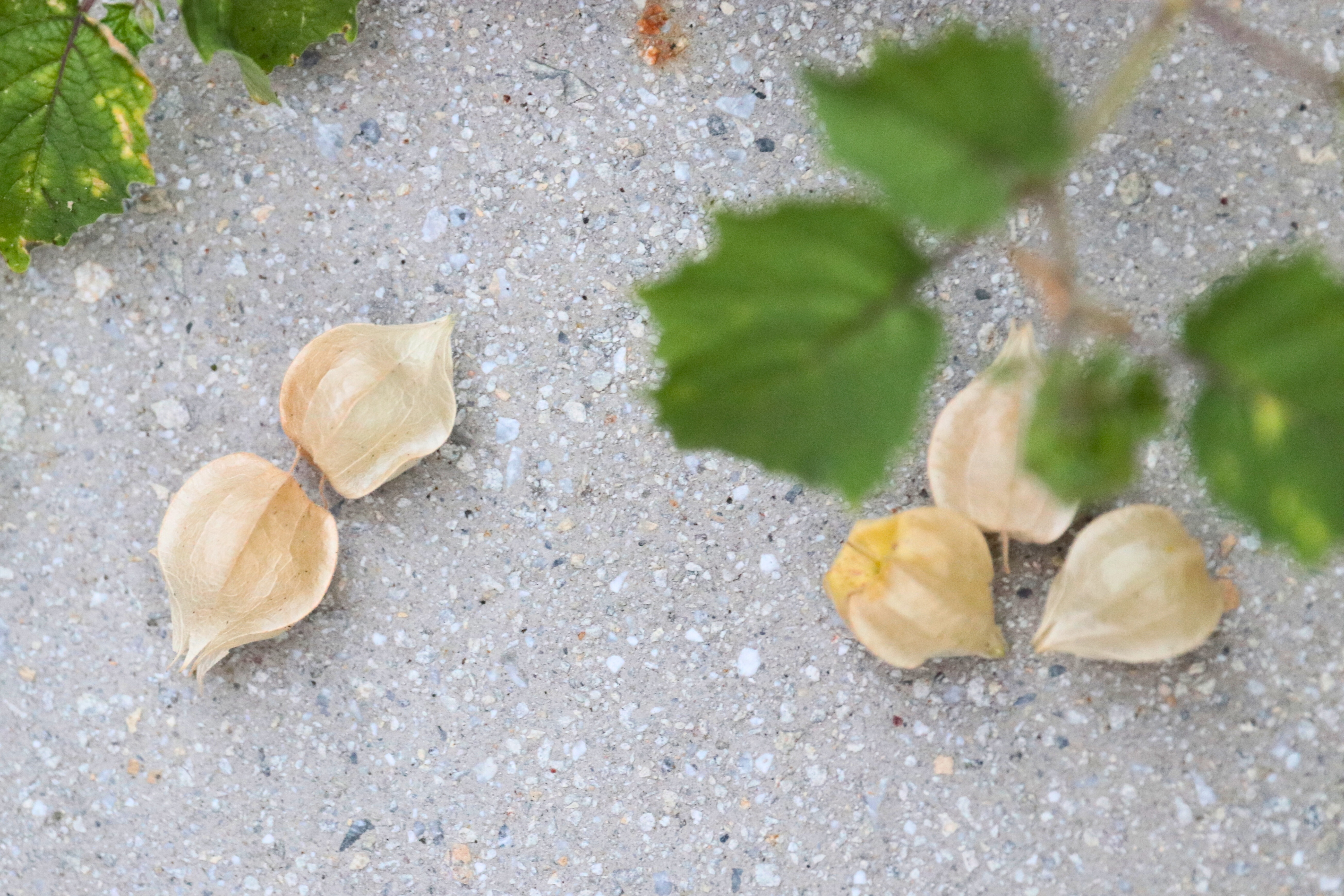 Dried ground cherry husks scattered on concrete in an urban garden setting