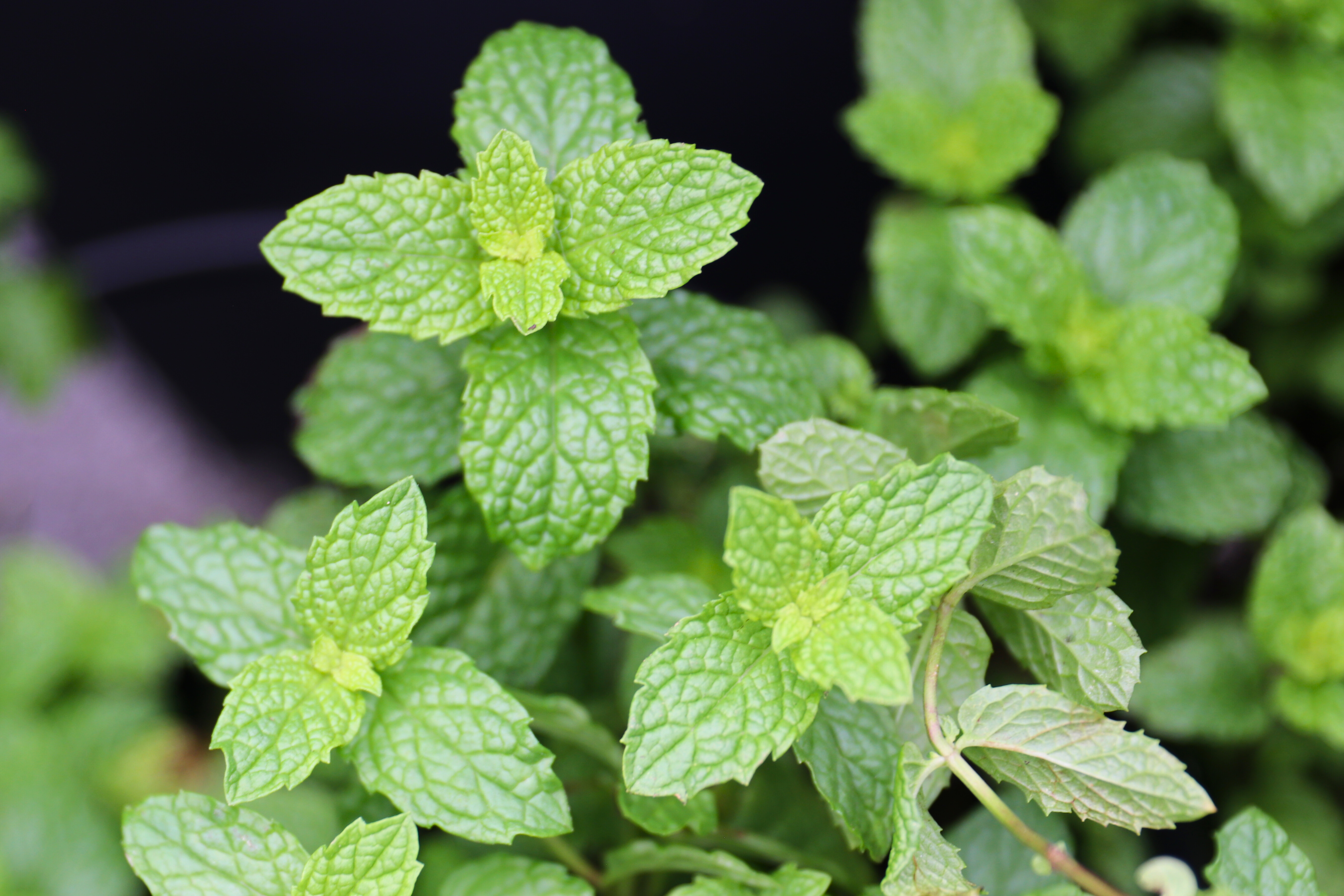 Top view of healthy mint plant growing in a container garden