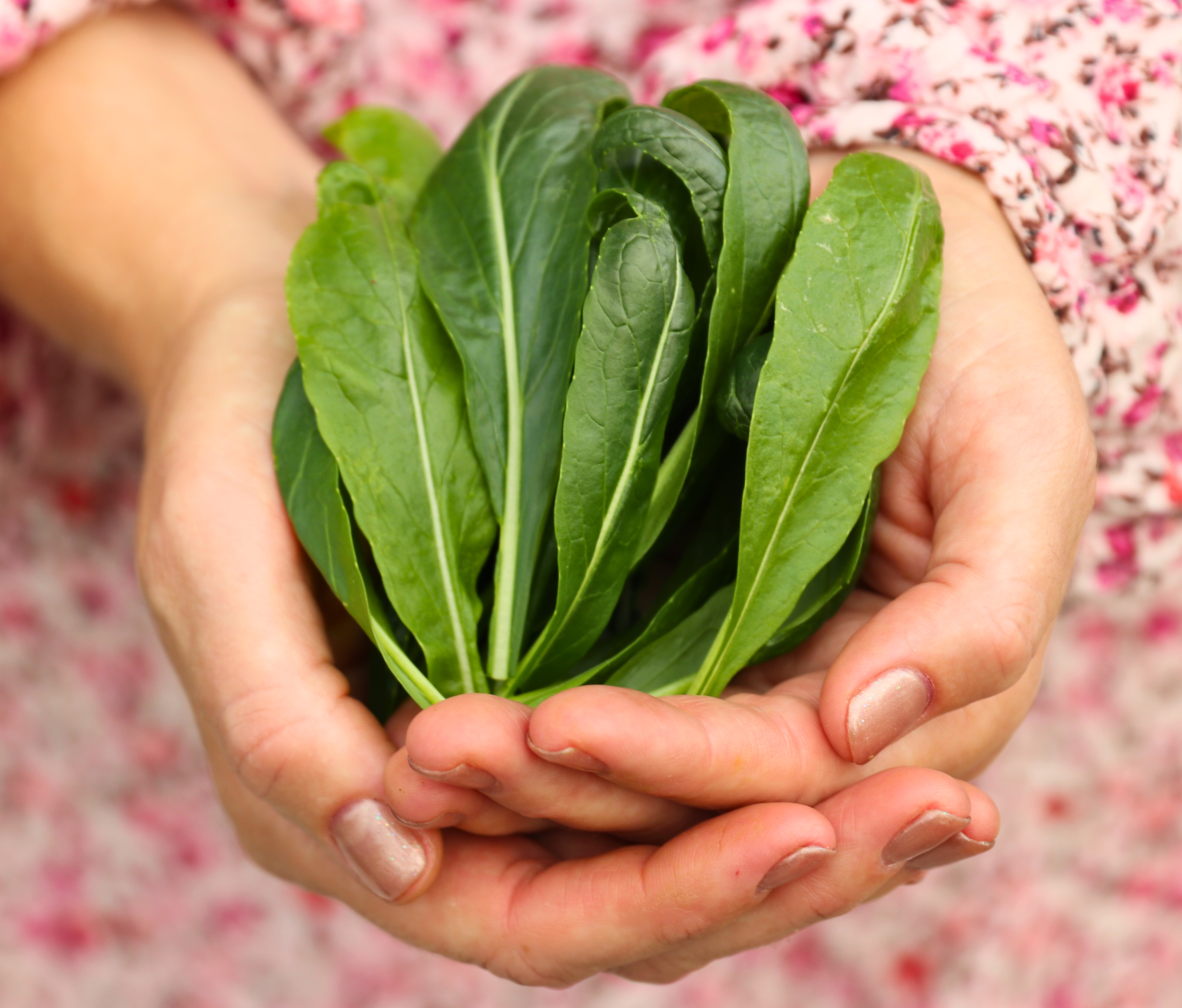 Cupped hands holding a large bundle of fresh mustard greens ready for cooking.