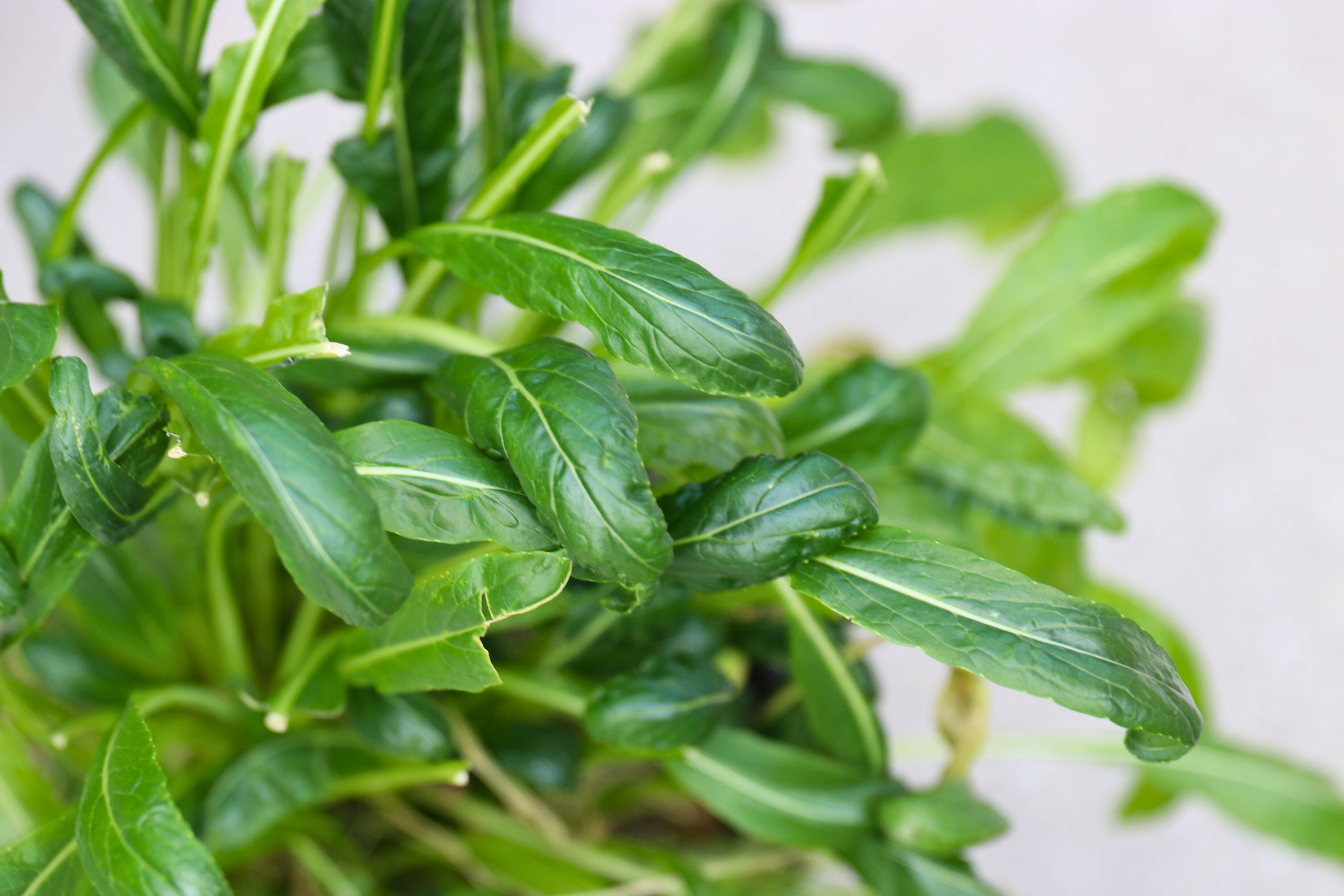 Close-up of mustard green leaves showing smooth texture and visible veins.