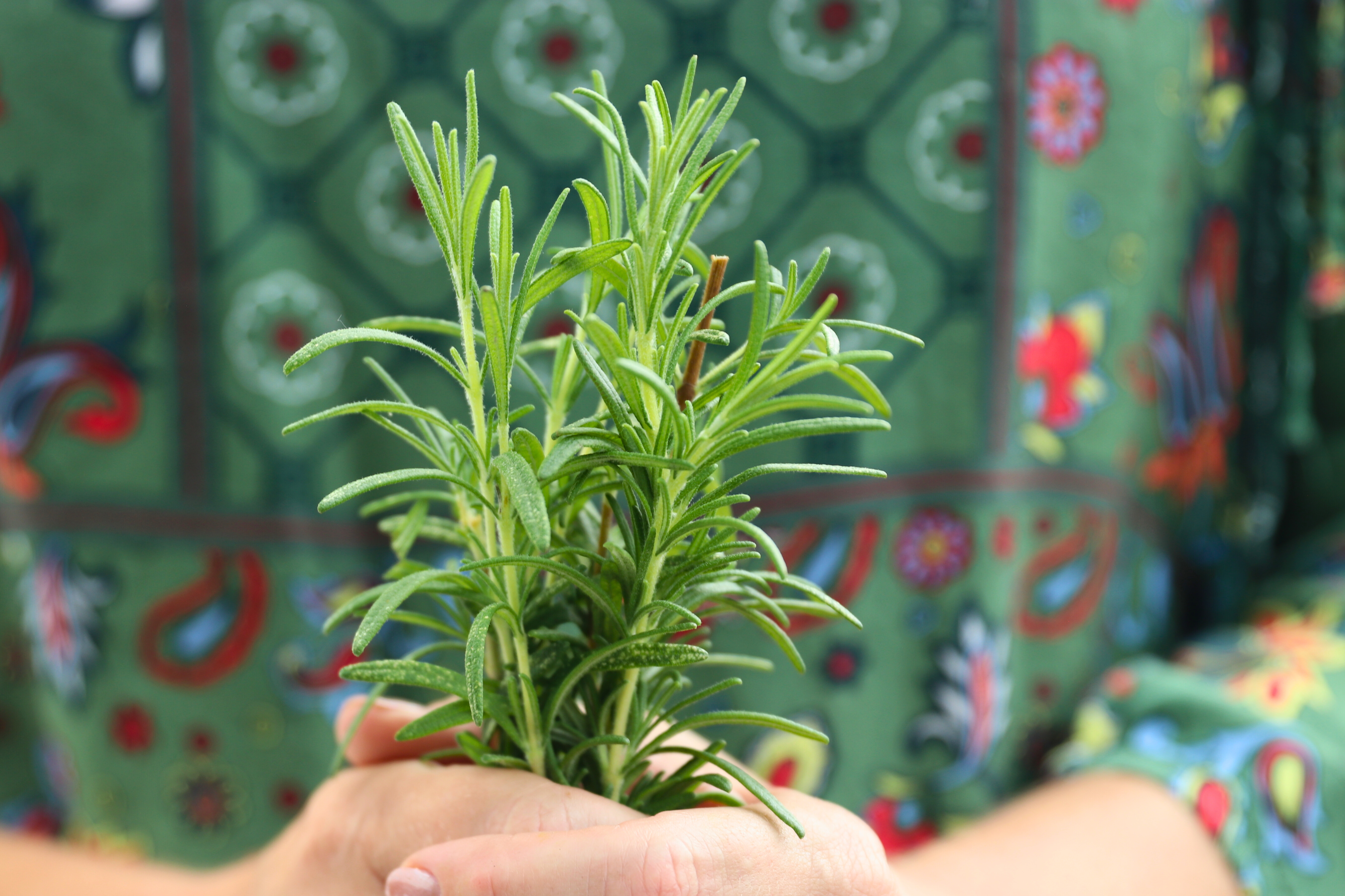 Fresh rosemary sprigs held in two hands against a patterned dress background