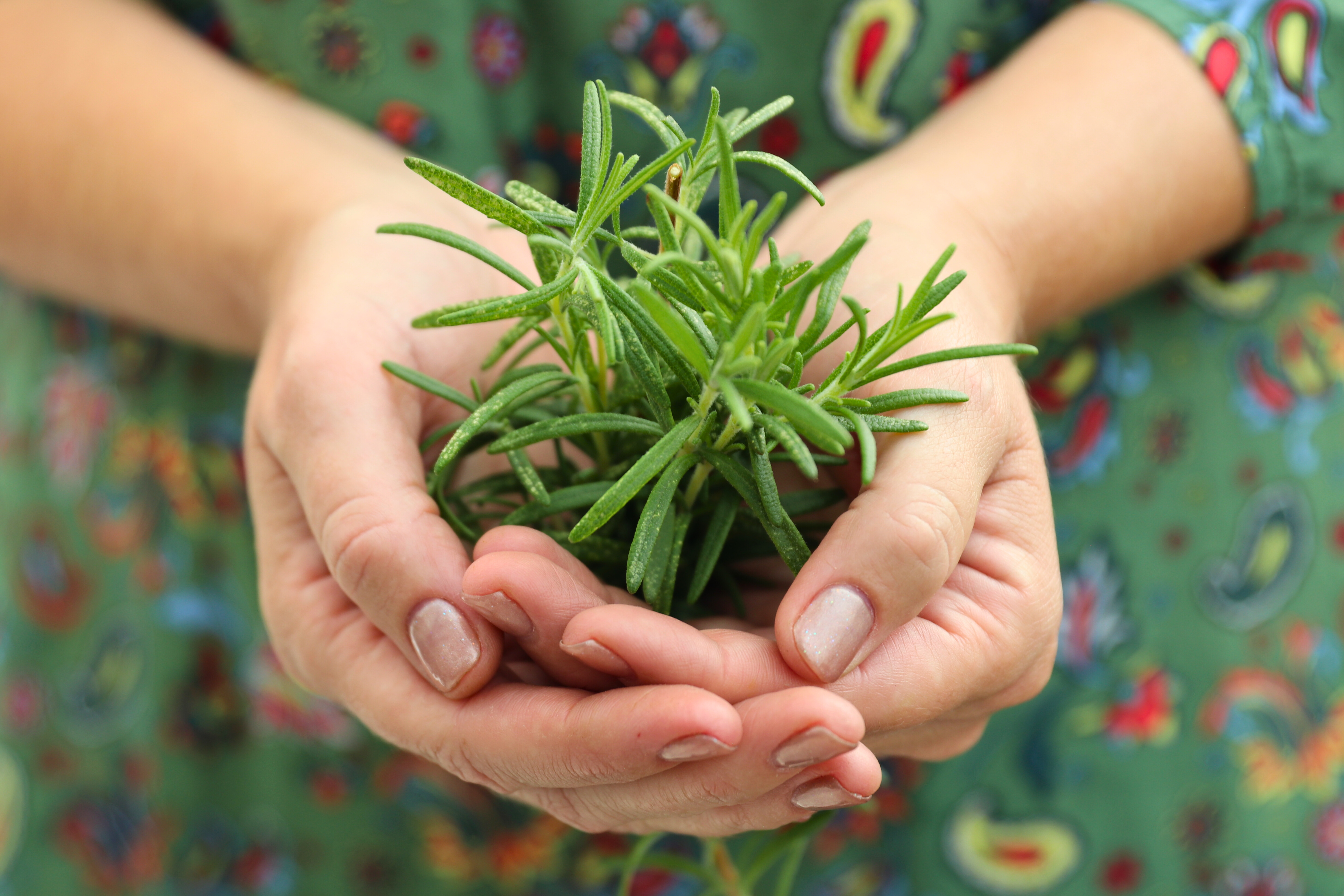 Small rosemary harvest resting in cupped hands