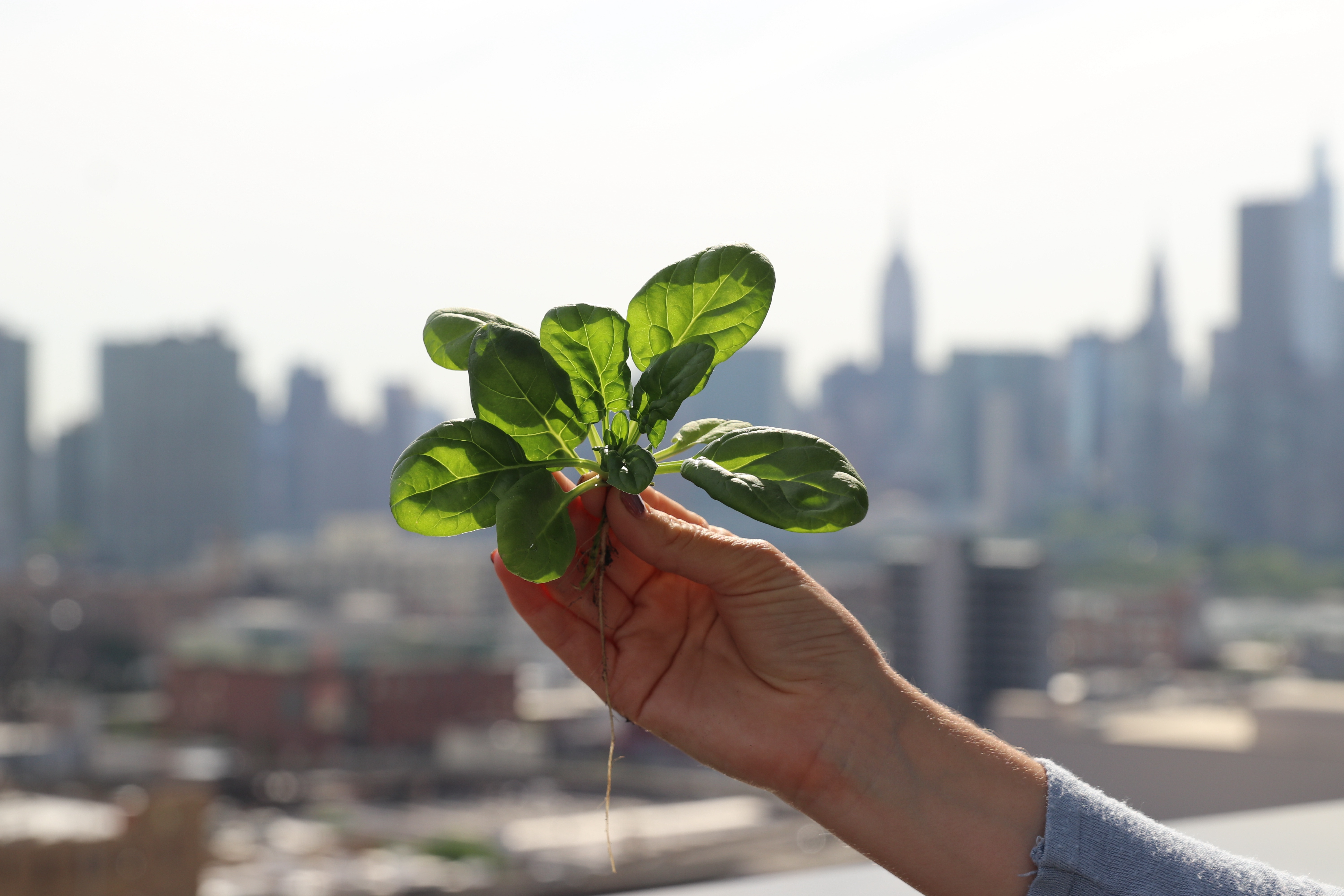 Hand holding a young spinach plant with visible roots on a New York City rooftop.