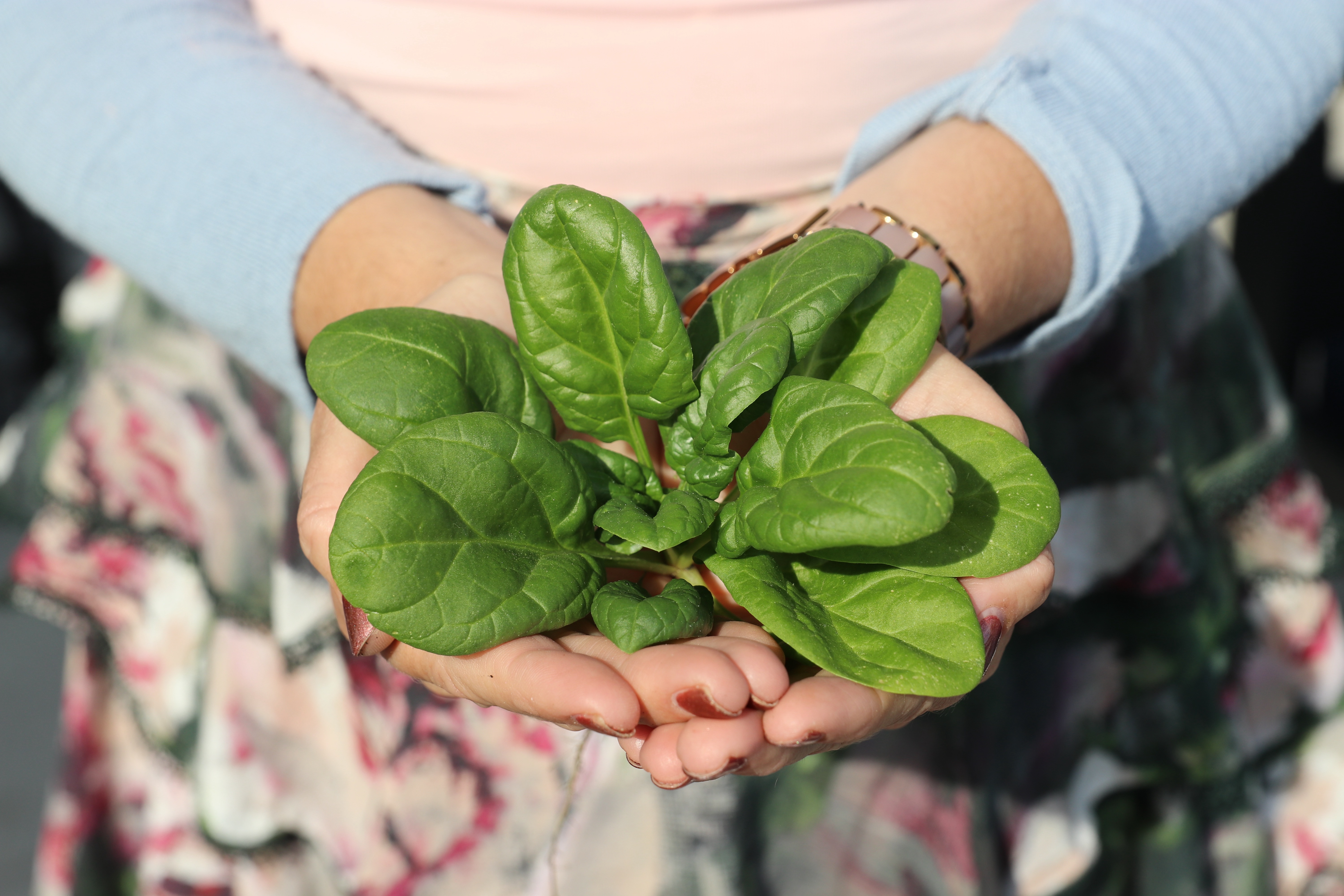 Fresh spinach rosette held in two hands, harvested from an urban garden.