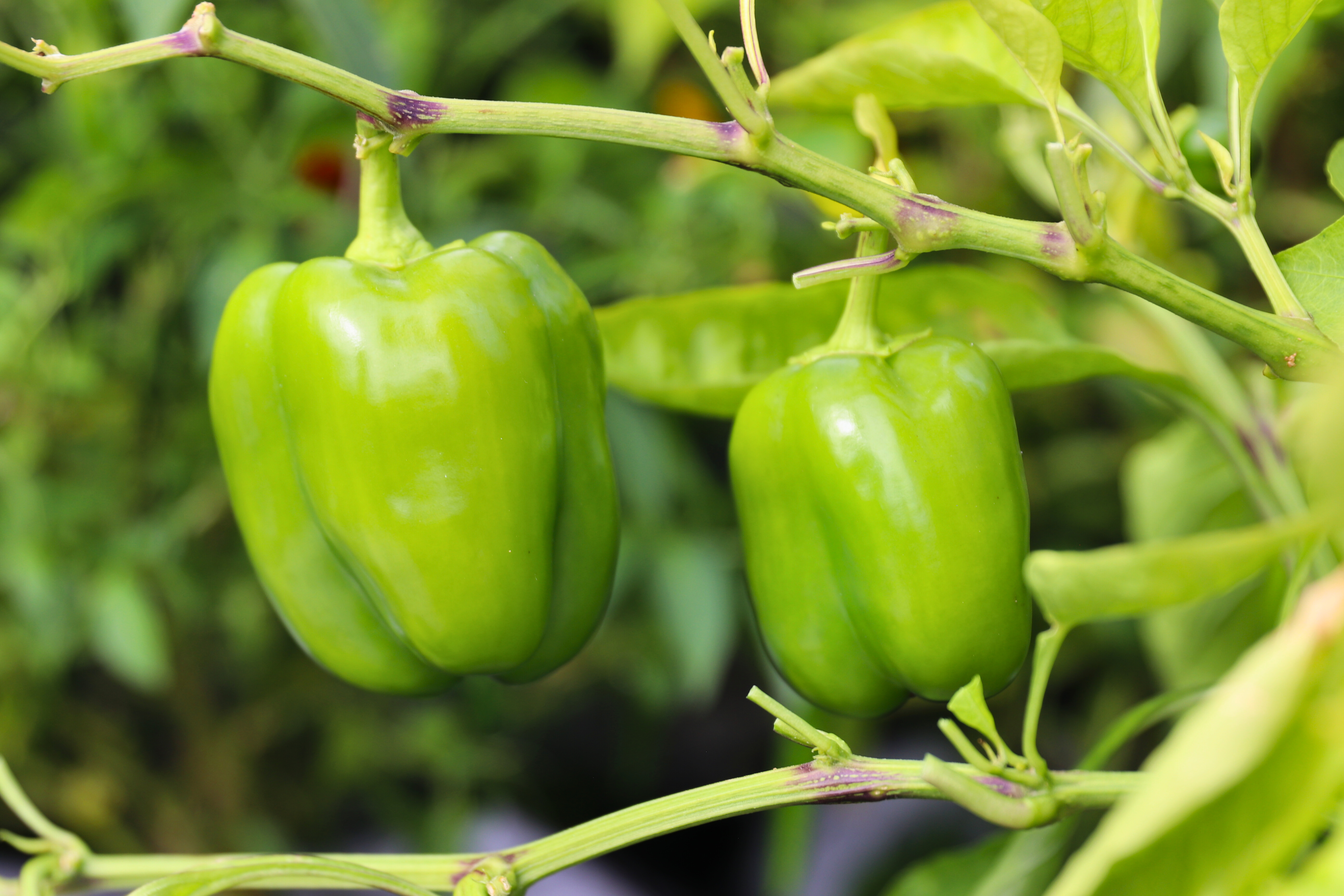 Green bell peppers growing on the plant in a container garden