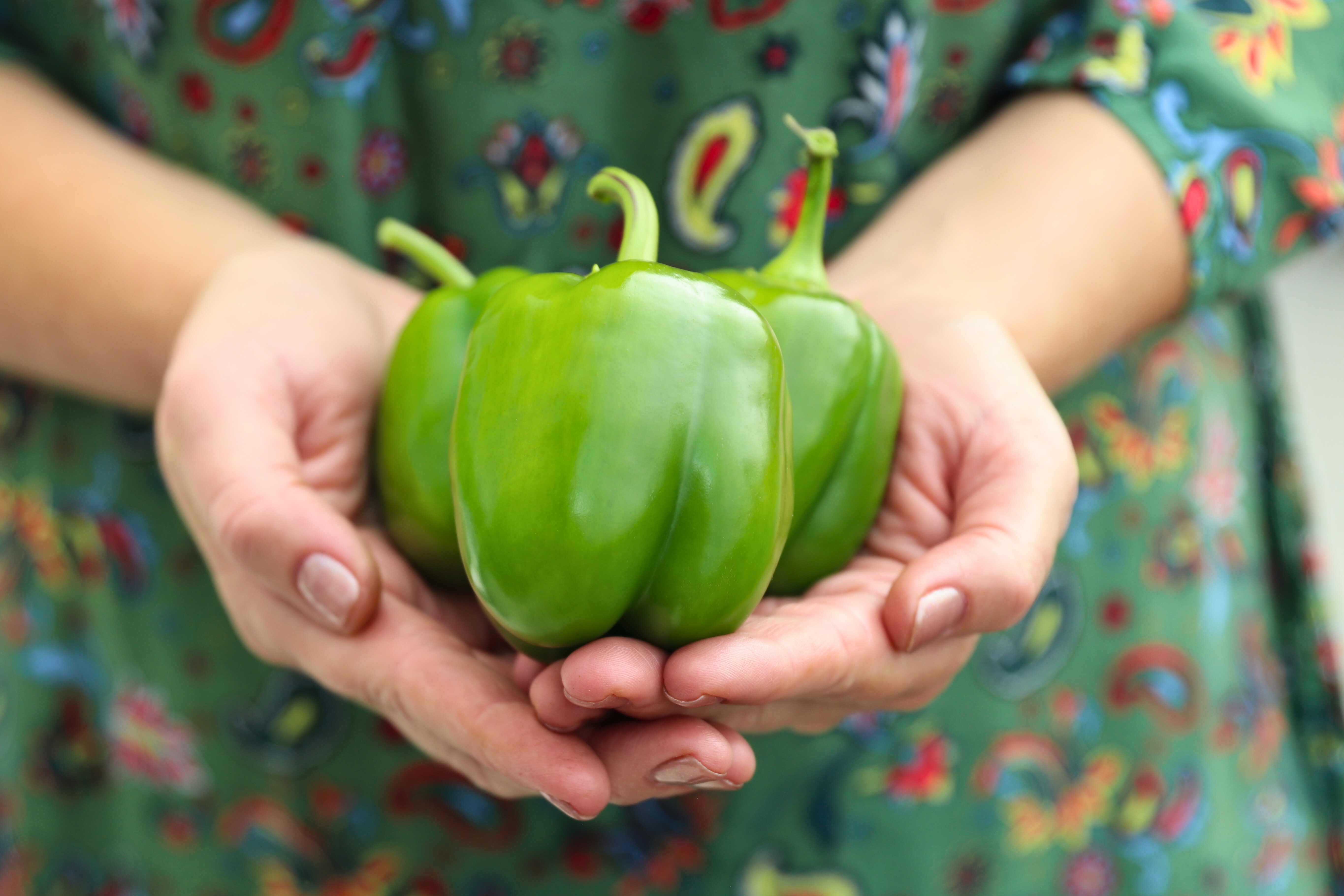 Freshly harvested green bell peppers held in both hands