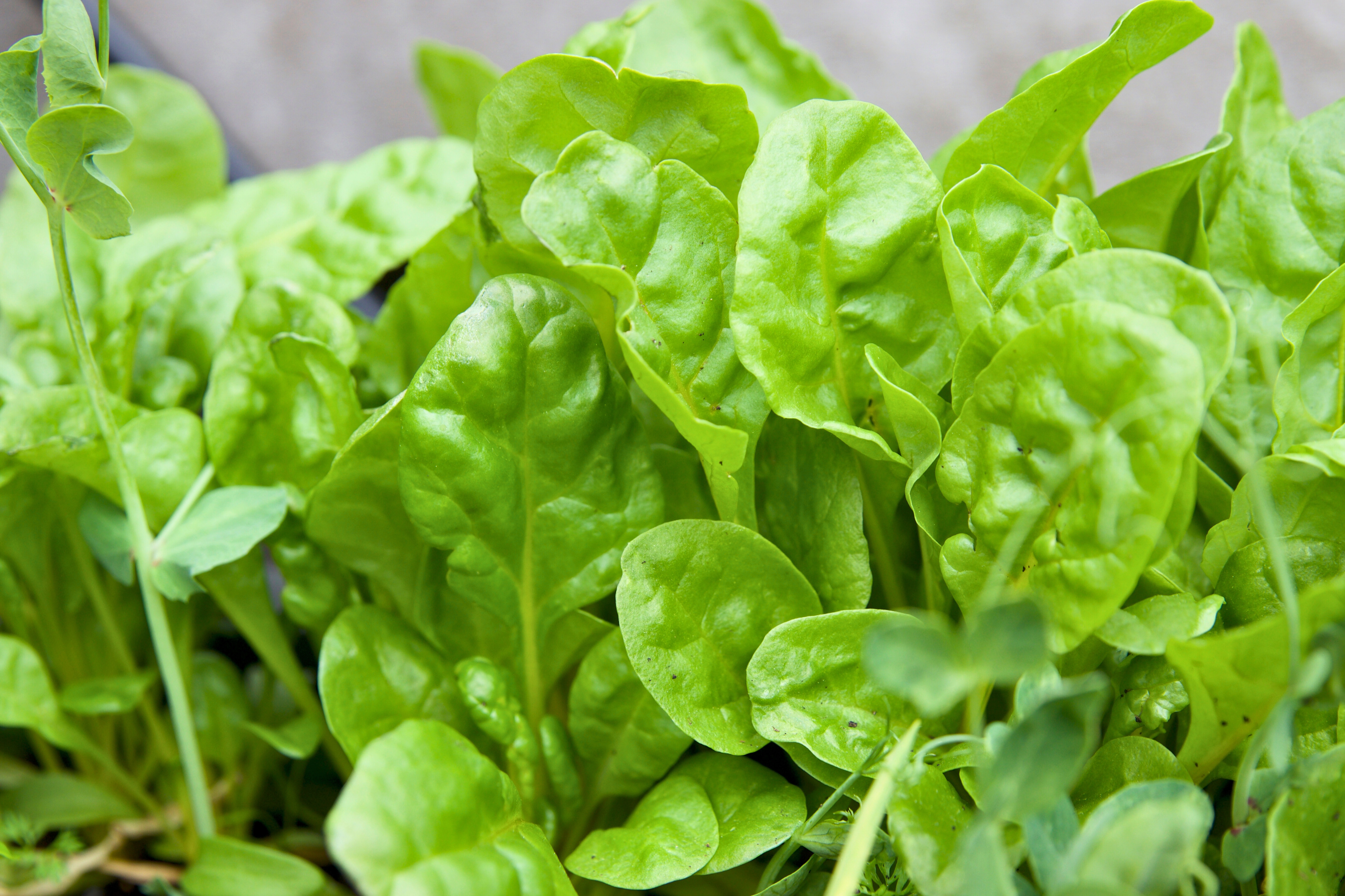 Young Swiss chard leaves growing closely together in a container garden
