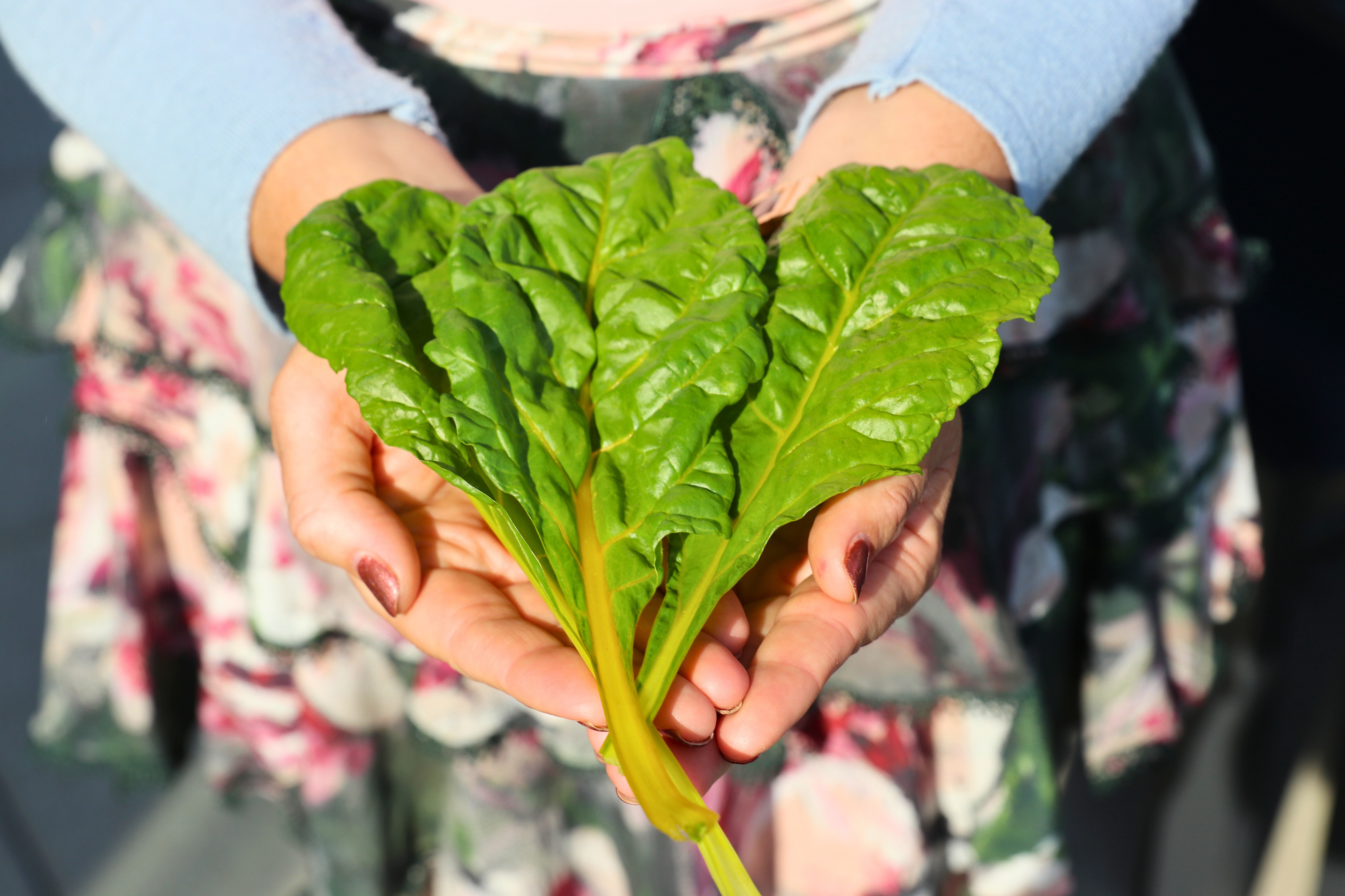 Fresh Swiss chard harvest held with two hands