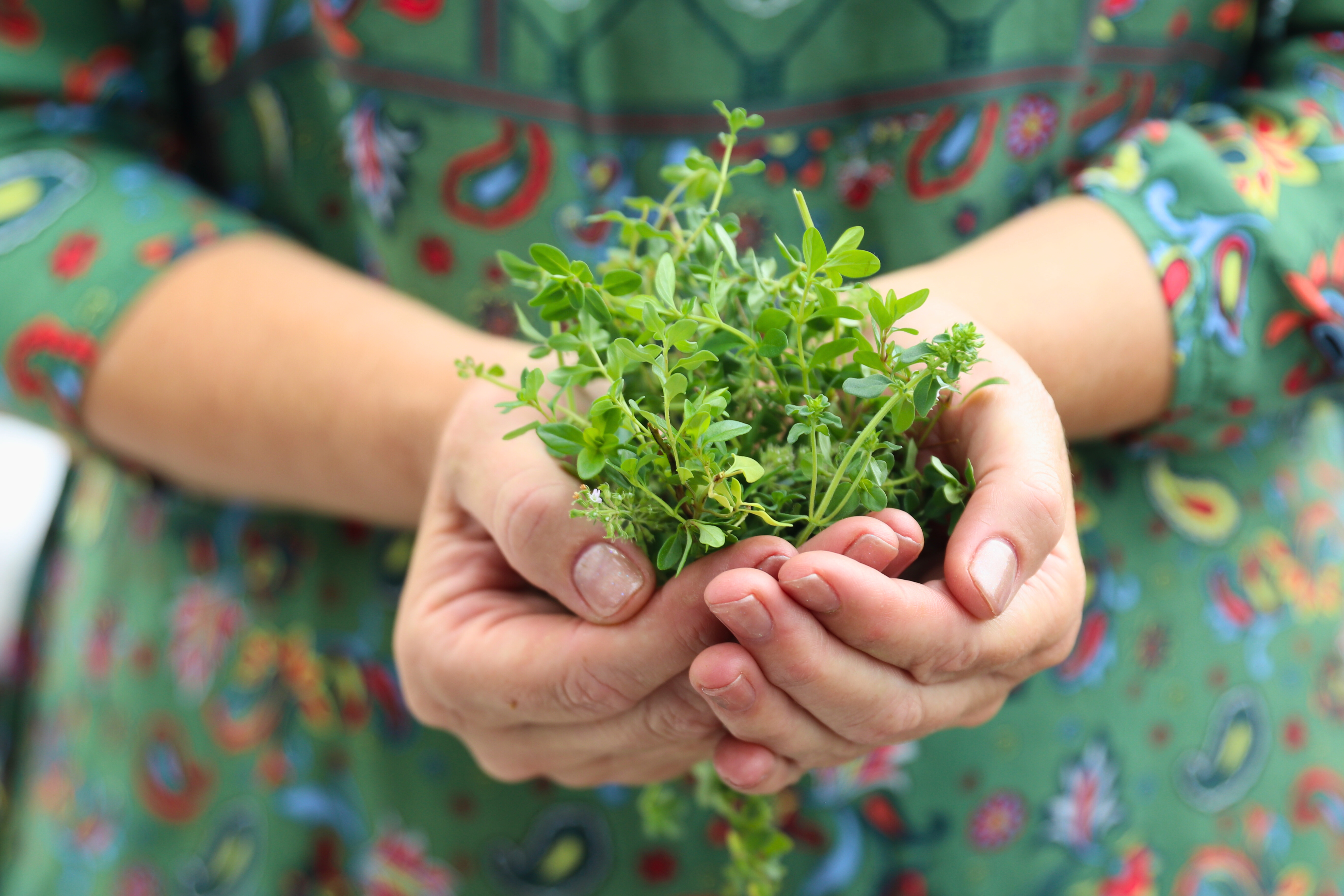 Small-leaf thyme in hands