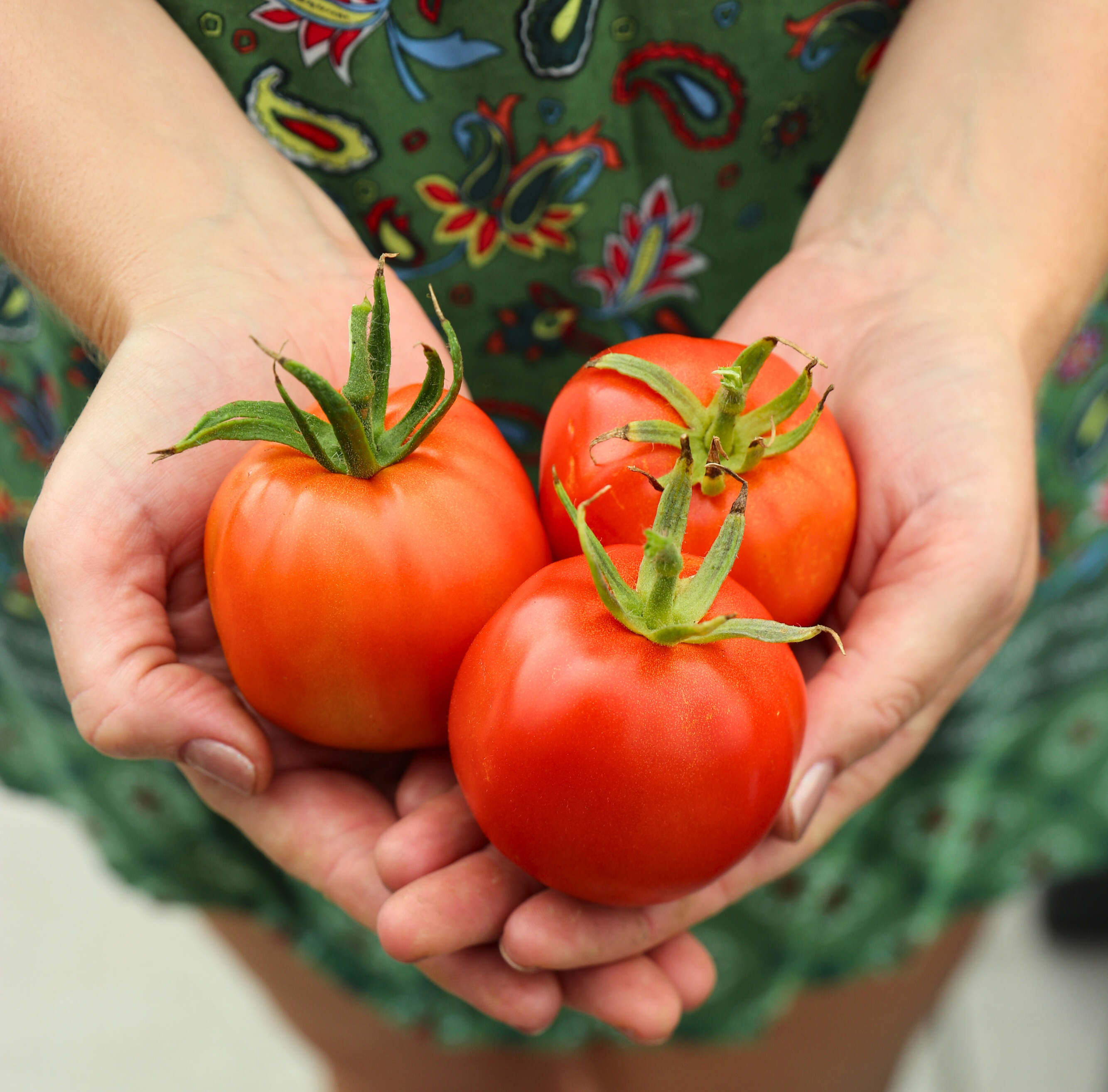 Freshly harvested tomatoes held in both hands