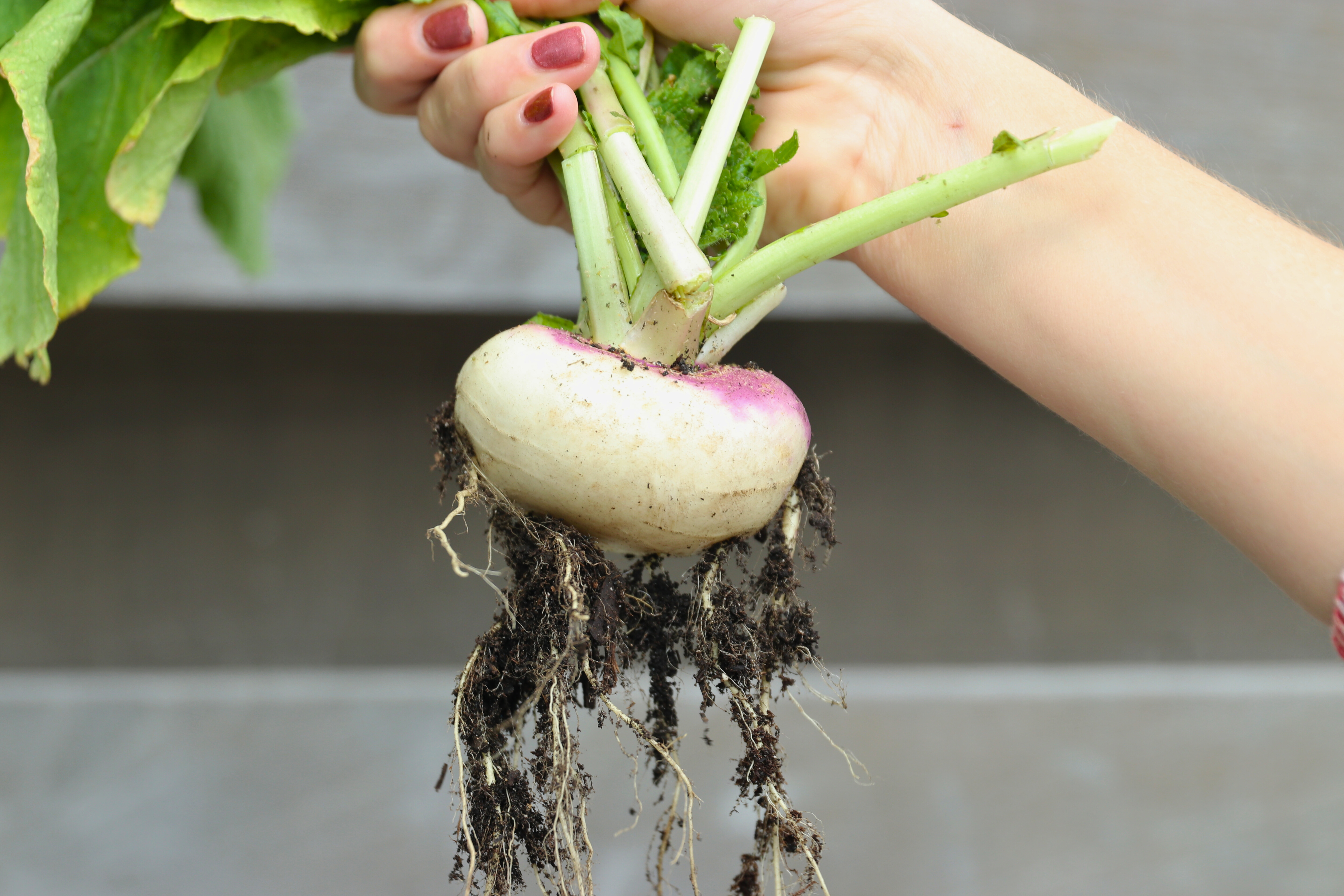 Single freshly harvested turnip held by hand with roots exposed