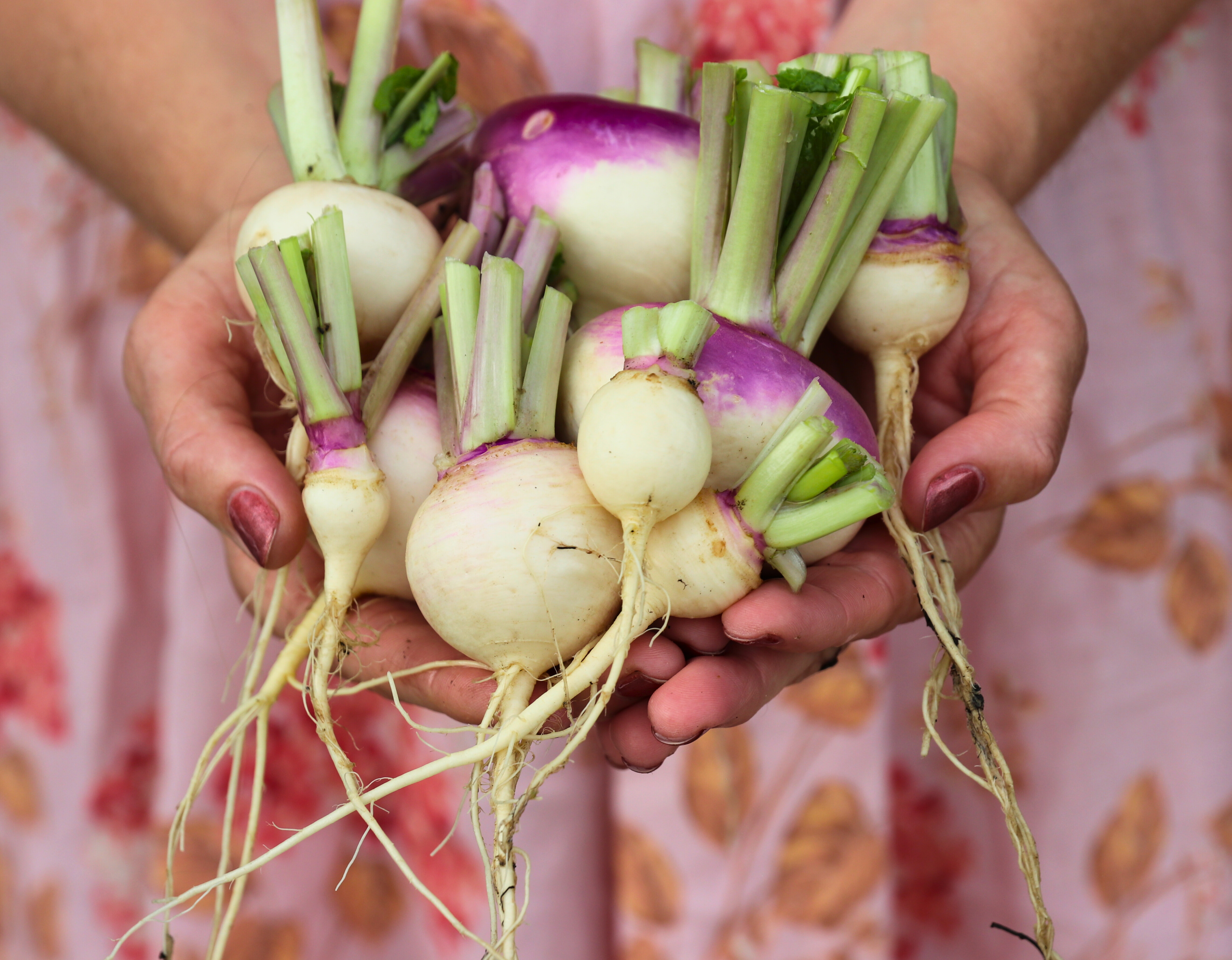 New York City Gardener holding a bunch of freshly harvested turnips
