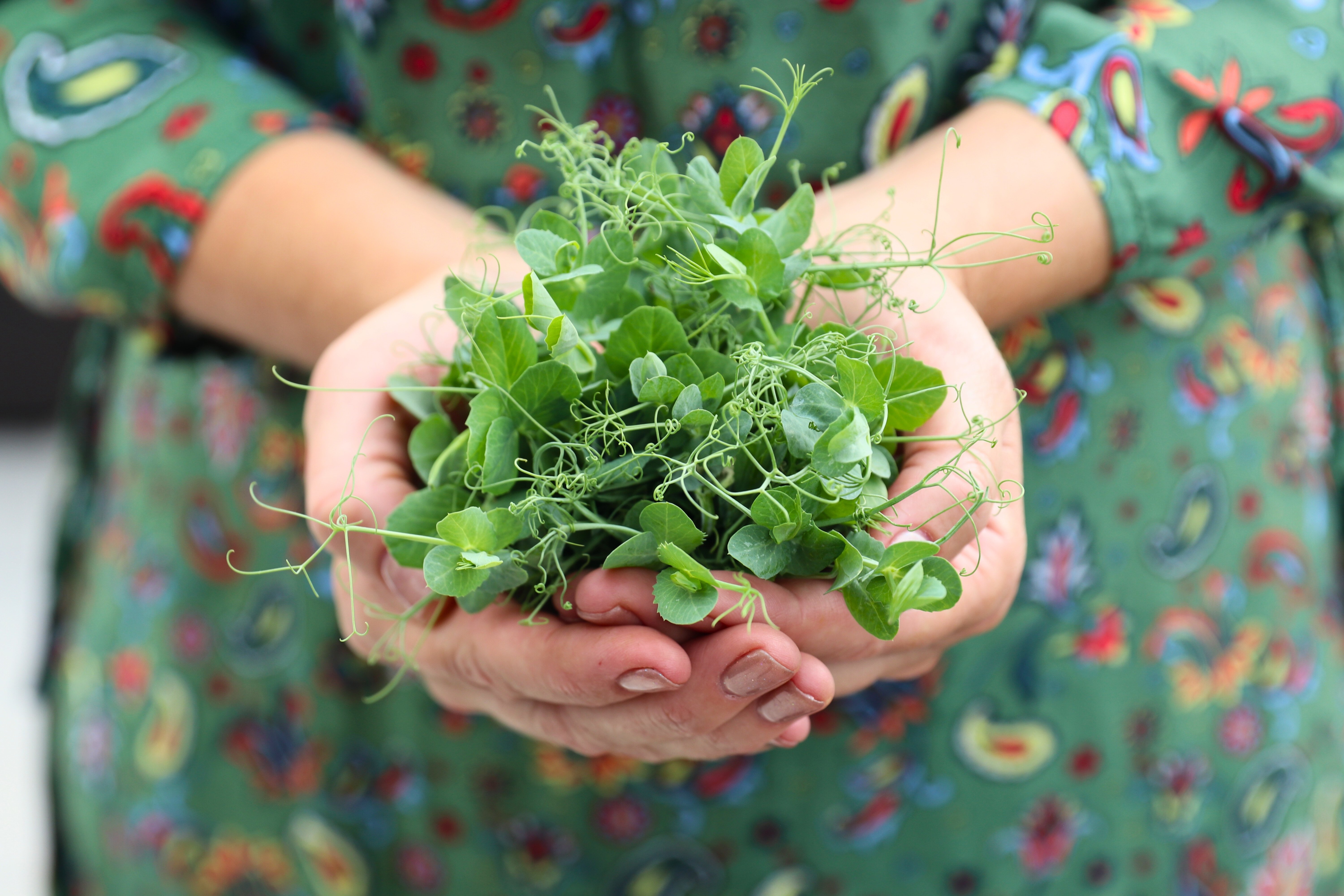 New York City Gardener holding freshly harvested pea shoot microgreens in hands
