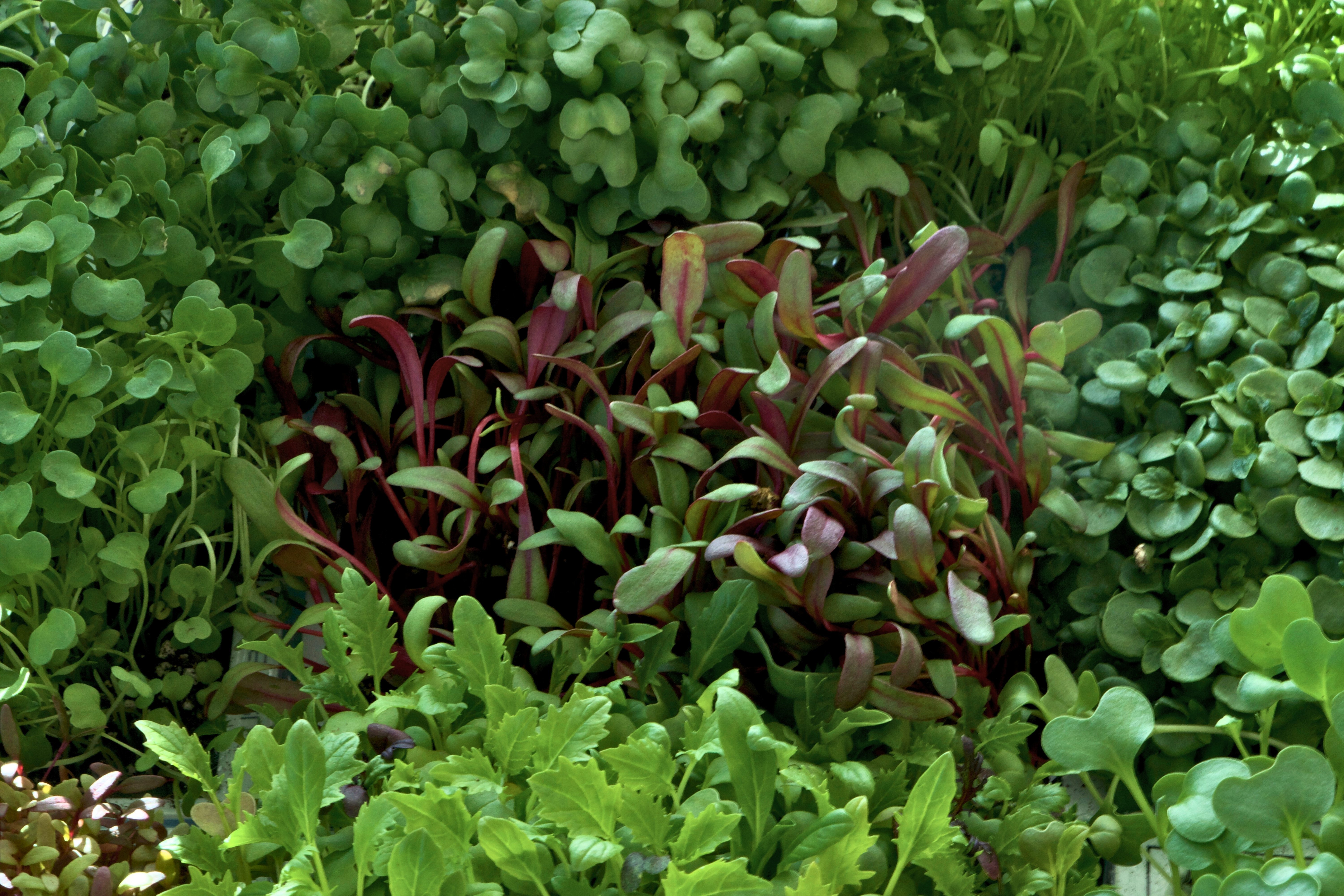 Close-up of mixed microgreens varieties growing together