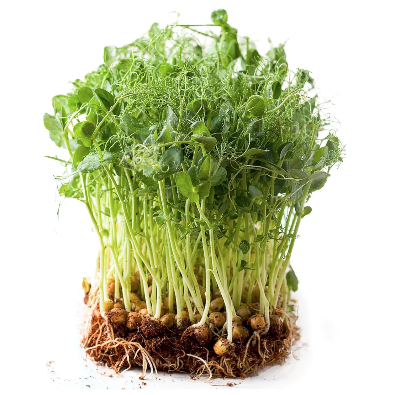 Sweet Green Pea Sprouting Seeds for Microgreens & Shoots