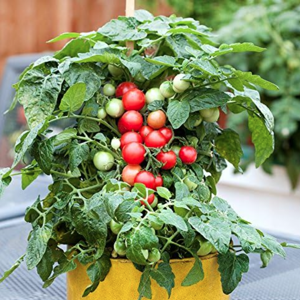 Dwarf Red Robin Tomato Seeds