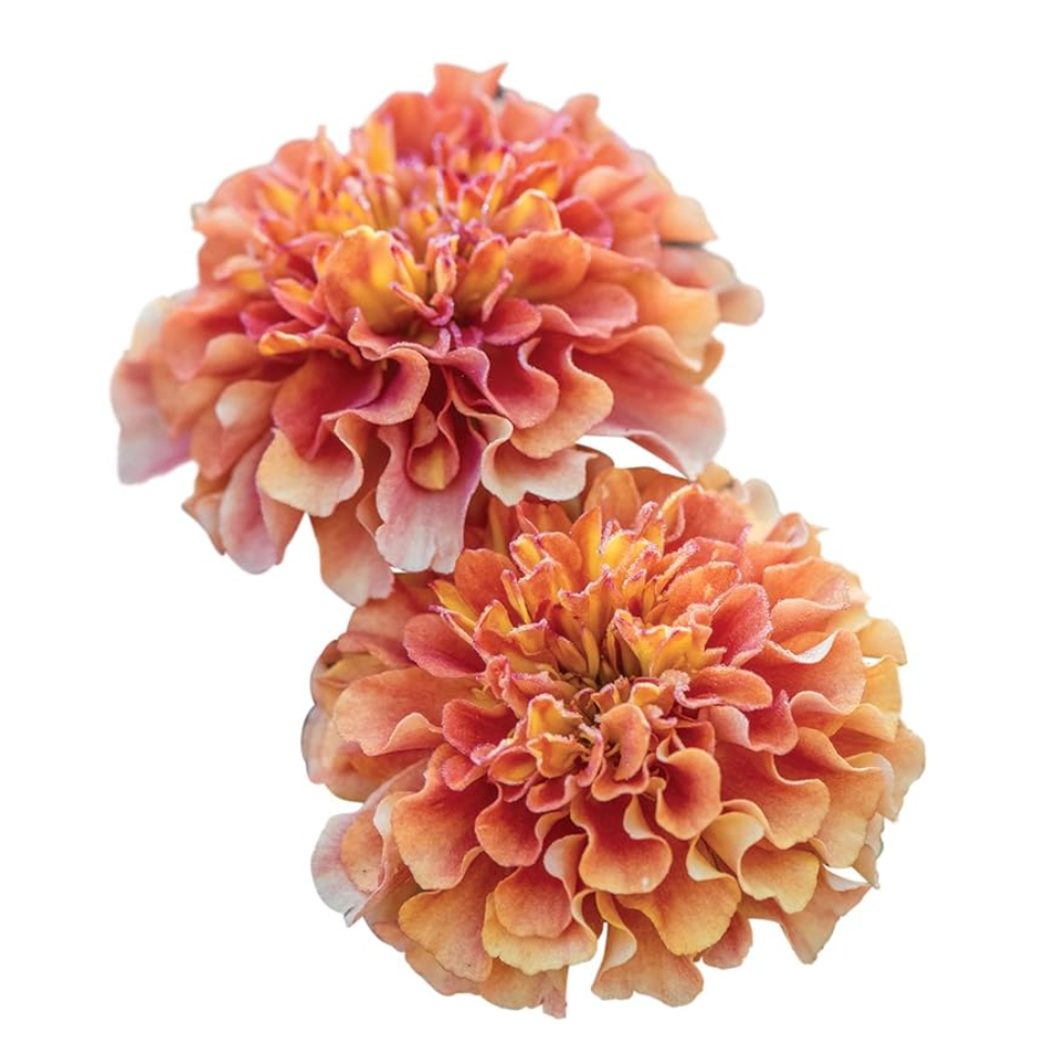 Strawberry Blonde Marigold Seeds