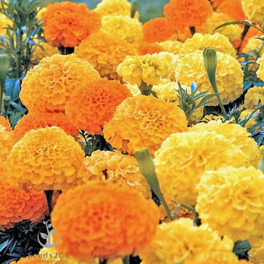 African Marigold ‘Crackerjack Mix’ Seeds