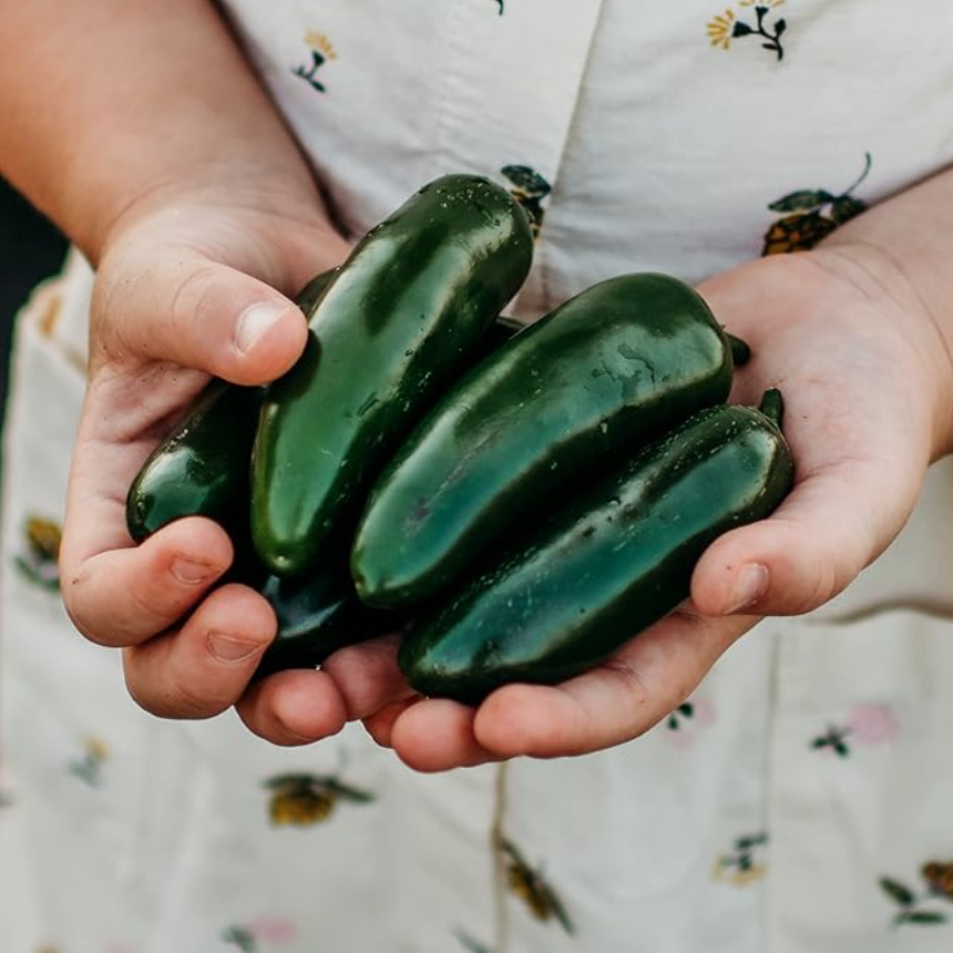Heatless Jalapeño Pepper Seeds