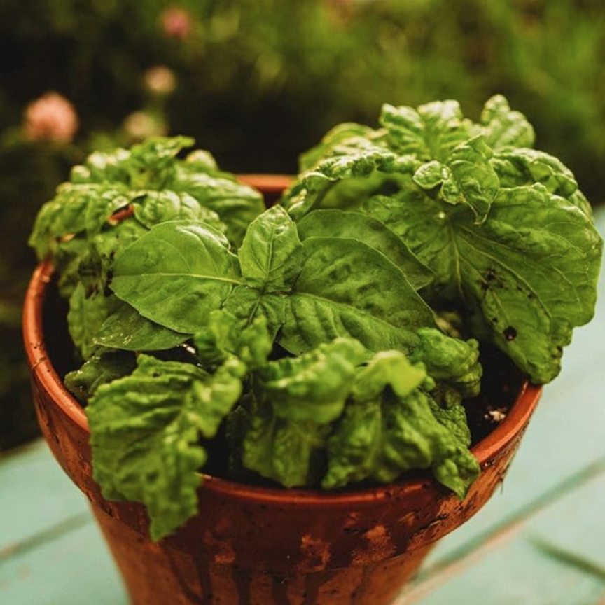 Giant Leaf Basil Seeds