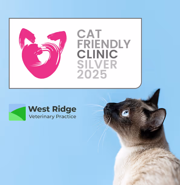 We’re Now a Silver Level Cat Friendly Clinic!