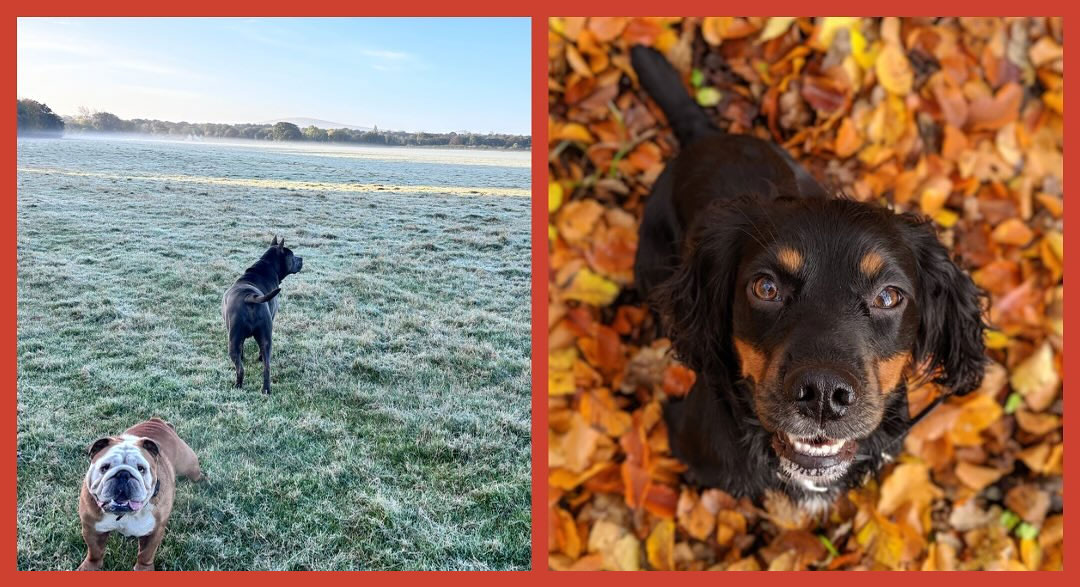 Autumn Adventures and Hidden Hazards