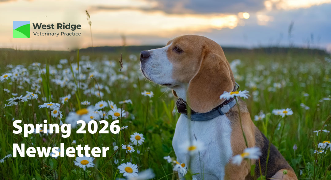 Spring 2026 Newsletter