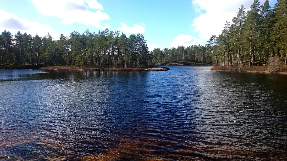 Sjökant i Habo med tallskog och stilla vatten