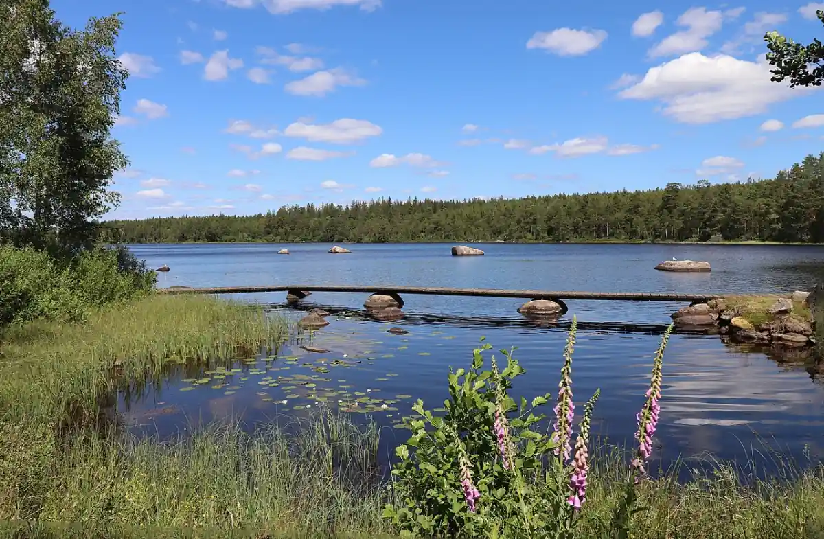 Sjökant i Hovmantorp med stenar och vass